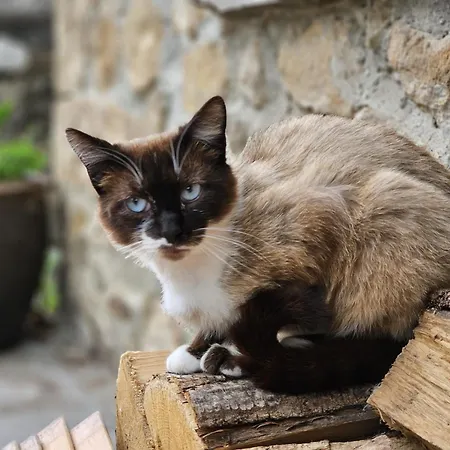 Σπίτι διακοπών Cobijo De Villar