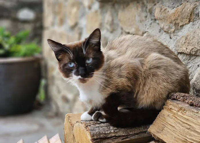 Сasa de vacaciones Cobijo De Villar